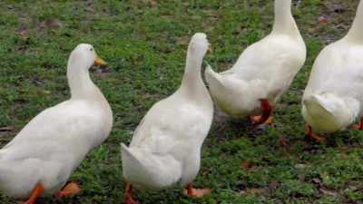 Are you actually a duck? - Absurd Planet