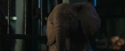 Are all animals free in the wild? - The One and Only Ivan