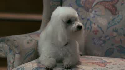 Are you all right? - Coming to America