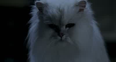 Are you cozyYes thanks I'm quite comfortableAll I've got to sleep on is a rag in the corner you little rat - Stuart Little