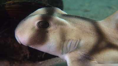 Are doar două zile şi 18 cm lungime, - Baby Sharks