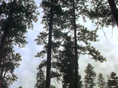 Are we going in circles - Homeward Bound: The Incredible Journey