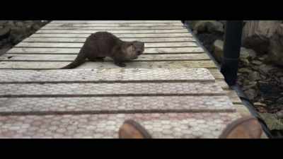 Are you hungry?
Come on then, come on. - Billy & Molly: An Otter Love Story