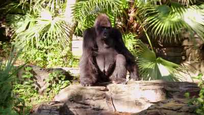 Are you not getting enough attention?
Are we not entertained? Gino. - Magic of Disney's Animal Kingdom