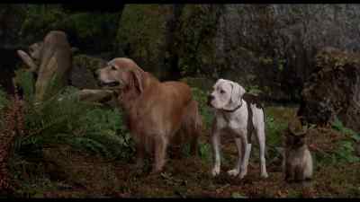 Are you okay? - Homeward Bound: The Incredible Journey