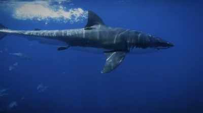 Are you ready, Charlie? - Shark Attack Files