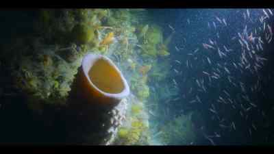 Are the oldest living animals on Earth. - Our Oceans