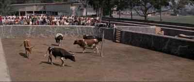 Are those the bulls? - The Sun Also Rises