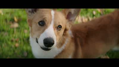 Are you feeling what I'm feeling? - A Dog's Purpose