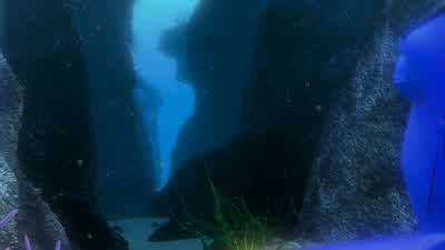 Are you looking at this thing? - Finding Nemo