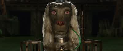 Are you okay? - Isle of Dogs