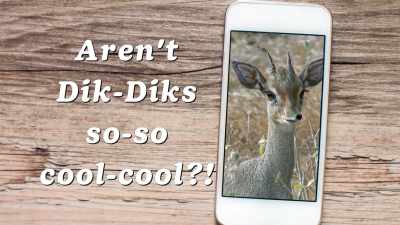 Aren't dik-diks so-so cool-cool? - Absurd Planet