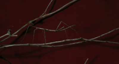 Aren't you peculiar
posing as a twig? - Dolittle