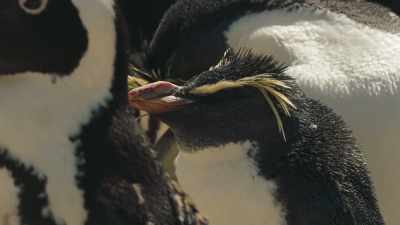 Aren't those penguins from Madagascar? - Penguin Town