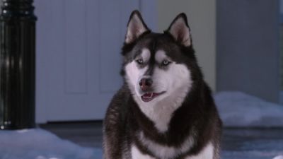 Aren't you as beautiful as the yellow snow - Snow Buddies
