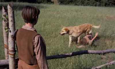 Arliss. - Old Yeller