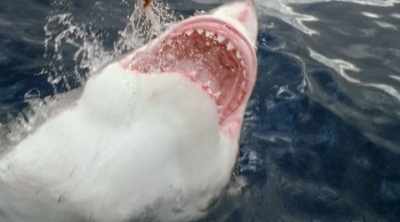 Armed with bacteria,
and specialized bites, - Shark Attack Files