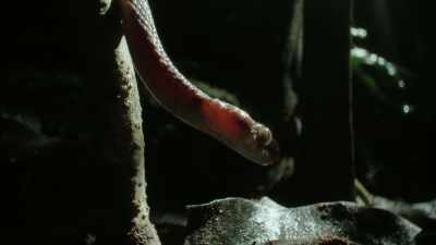 Armed with excellent night vision, - The Secret Lives of Animals