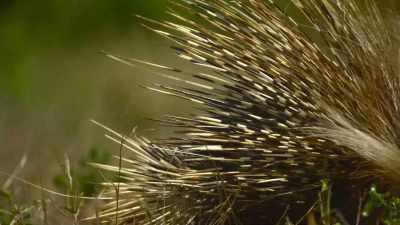 Armed with thousands
of needle-sharp quills. - The Secret Lives of Animals