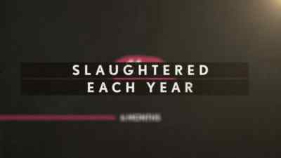 Around 11 million pigs are slaughtered - Pignorant