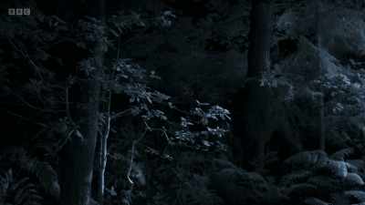 Around midnight, the bats disappear
back into the caves below, - Wild Isles