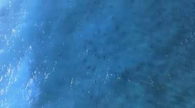 Around summer, they
home in on Myrtle Beach, - Shark Attack Files