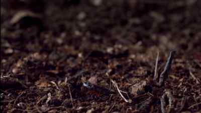 Around the burrow, - Micro Monsters with David Attenborough
