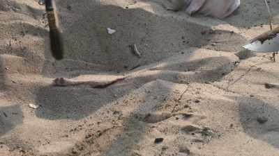 ART: Ultimately after
several hours of digging, - Buried In The Backyard