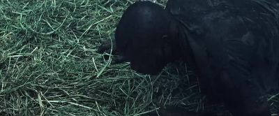 Arthur. Arthur! You okay? - A Family Man