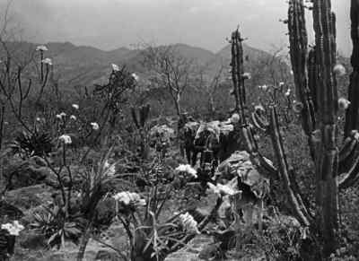 Artificial respiration did it
and a few Boy Scout tricks. - The Treasure of the Sierra Madre