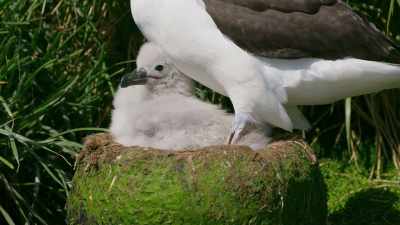As a chick grows, so does its appetite, - Seven Worlds, One Planet
