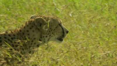 As a lone parent, - Serengeti