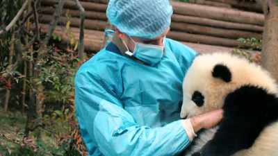 As a scientist,
I usually just observe animals. - Pandas