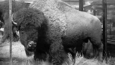 As a taxidermist, he considered
it his masterpiece - The American Buffalo