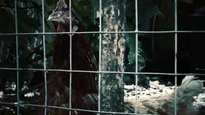 As a young boy,
he cared little for the birds - 35 Serial Killers the World Wants to Forget