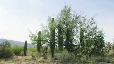 As a young cactus grows, - The Green Planet