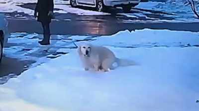 As any responsible dog owner
will tell you, - Neighborhood Wars