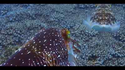 As he approaches, - Our Oceans