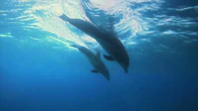 As they became adapted
to life in water, - Attenborough and the Sea Dragon