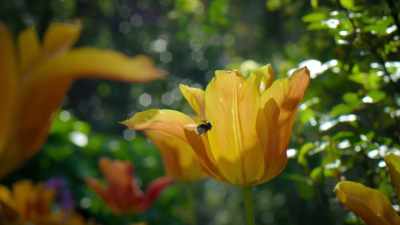 As bees fly, they gain a positive charge 
from the atmosphere,  - Super/Natural