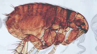 As we began to see
the microscopic world, - Secrets of Size: Atoms to Supergalaxies
