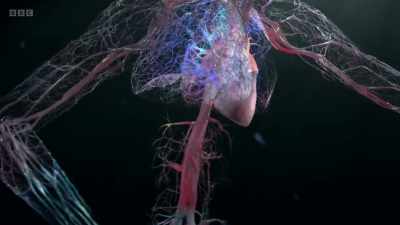 As carbon dioxide floods the body,
it risks increasing the acidity - The Human Body: Secrets of Your Life Revealed