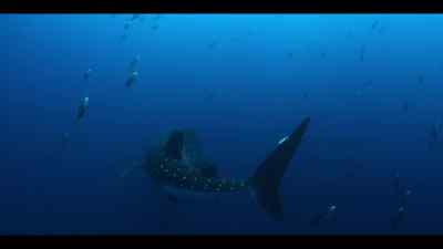 As they close in,
the small tuna charge ahead - Our Oceans