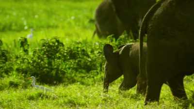 As his confidence grows,
he's becoming more adventurous. - Serengeti