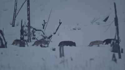 As darkness falls, - Epic Yellowstone