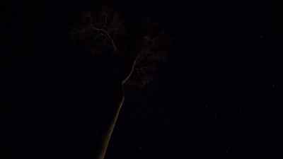 As day turns to night and the forest
plunges into darkness, - Micro Monsters with David Attenborough