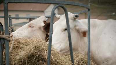 As demand for milk
grew in the 1960s - Stanley Tucci: Searching for Italy