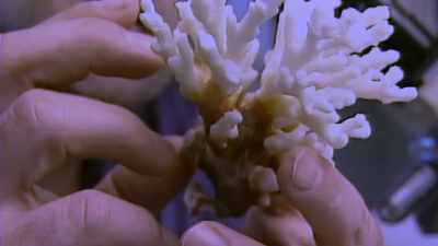 As we did more and more experiments, - Chasing Coral