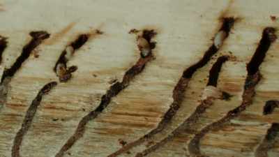 As they do, they damage the channels
that transport water and nutrients - The Green Planet