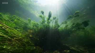 ..as do other animals
that live in chalk streams... - Wild Isles